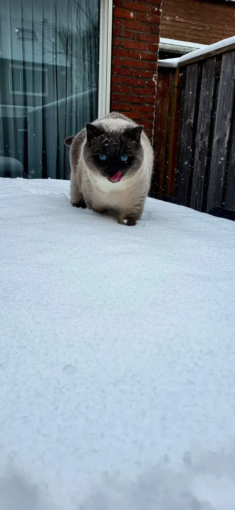The Frozen Kingdom of the Backyard Cat