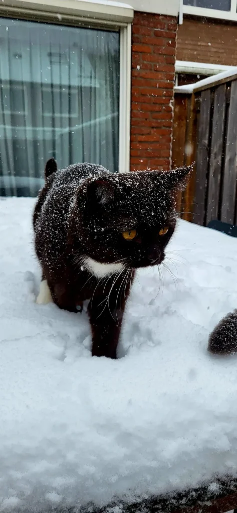The Frozen Kingdom of the Backyard Cat