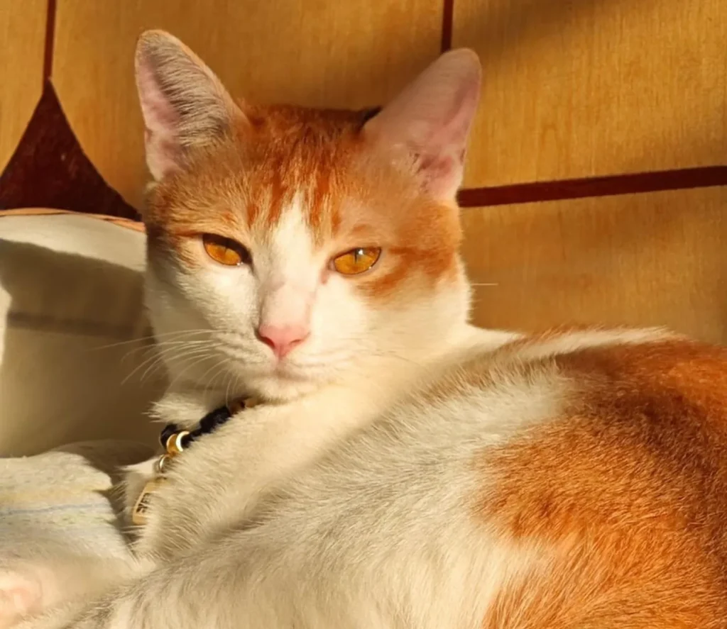 The Golden Cat and the Afternoon Hymn