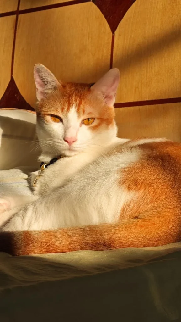 The Golden Cat and the Afternoon Hymn