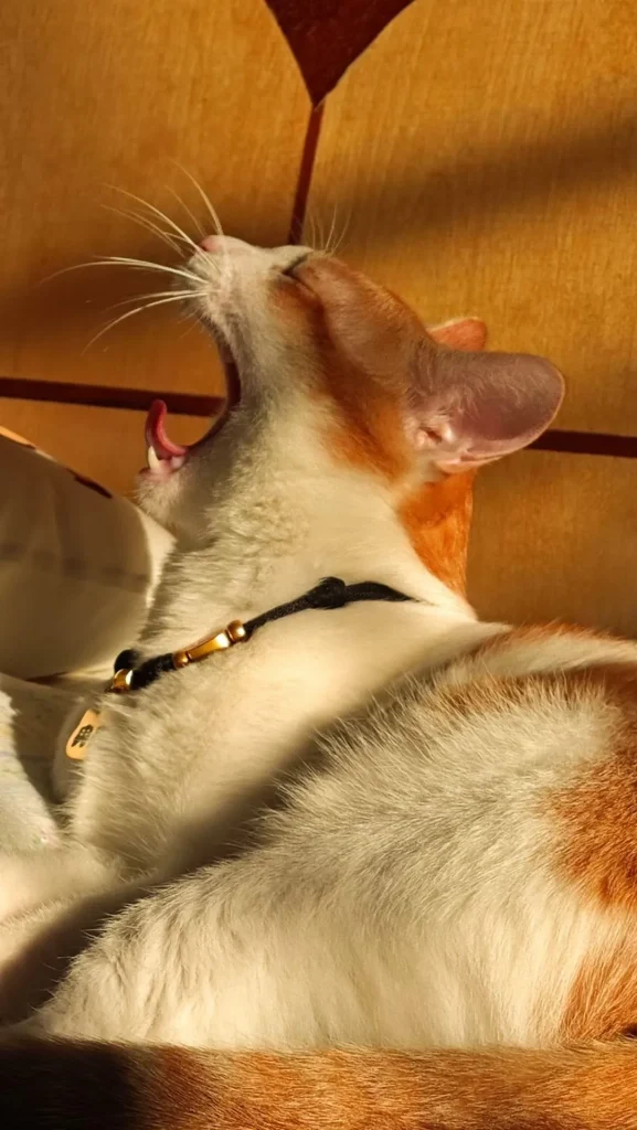 The Golden Cat and the Afternoon Hymn