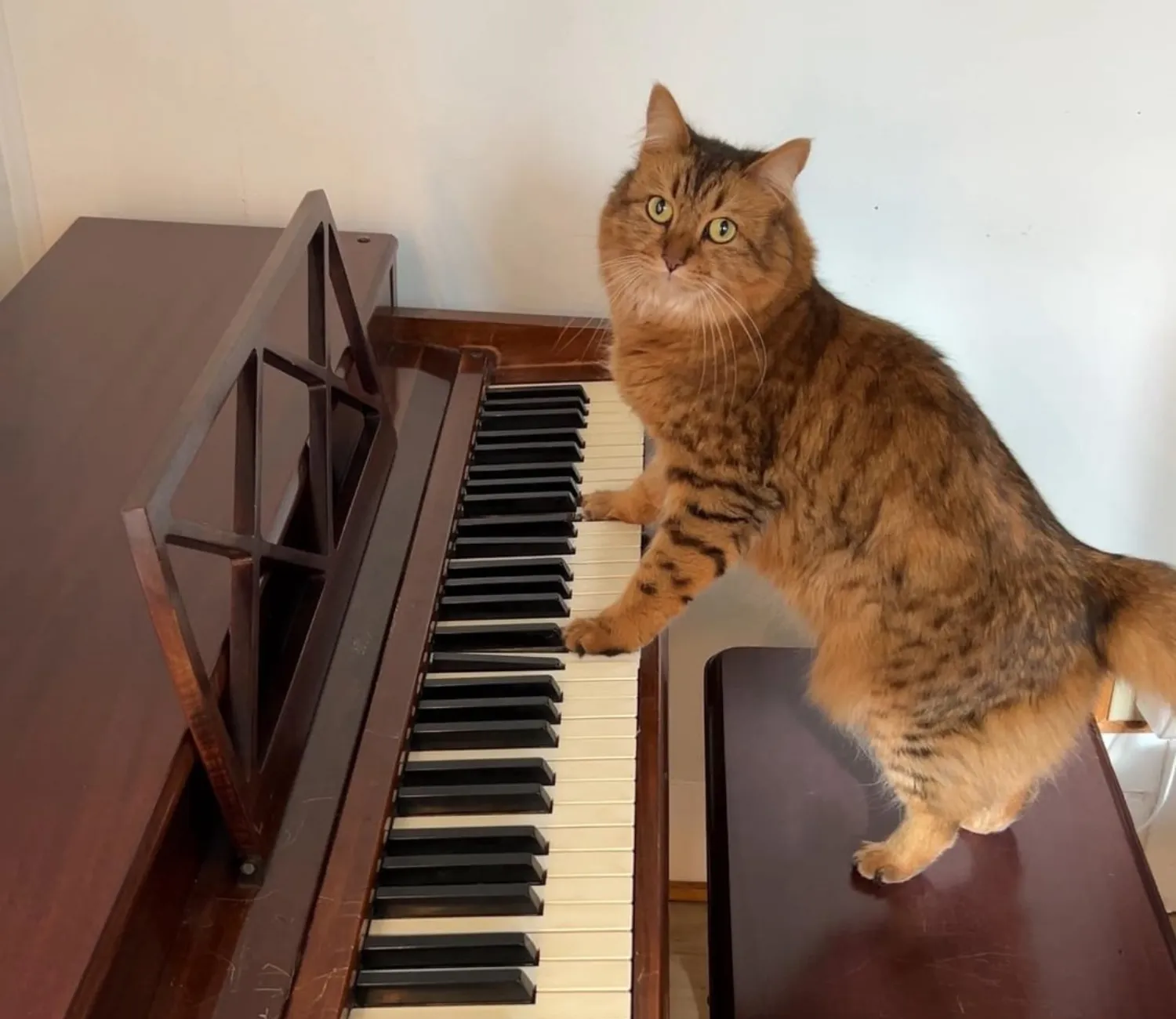 The Jazz Cat’s Midnight Serenade