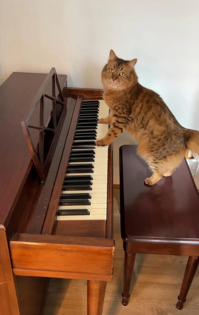 The Jazz Cat’s Midnight Serenade