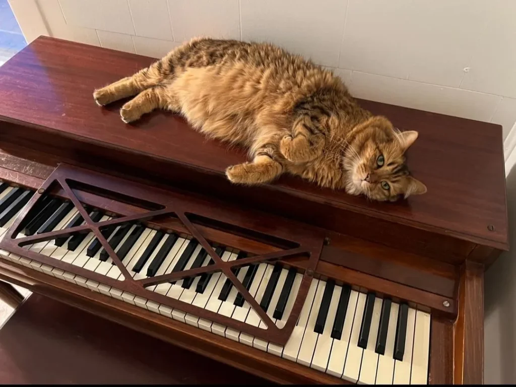 The Jazz Cat’s Midnight Serenade