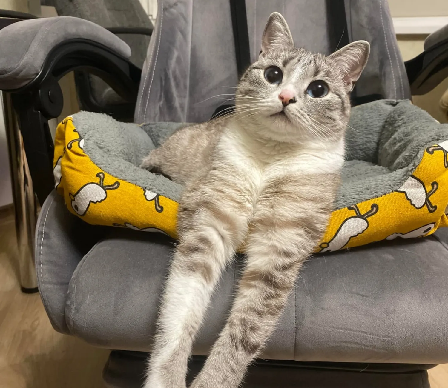 The Legend of the Long Legged Cat King