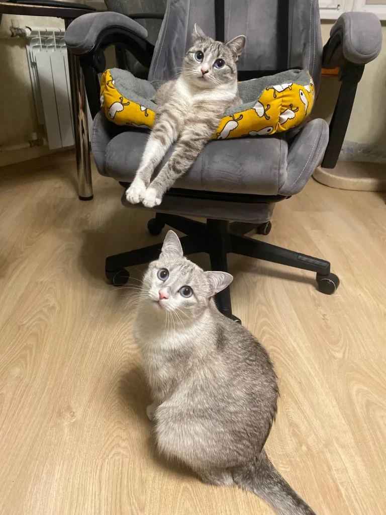 The Legend of the Long Legged Cat King