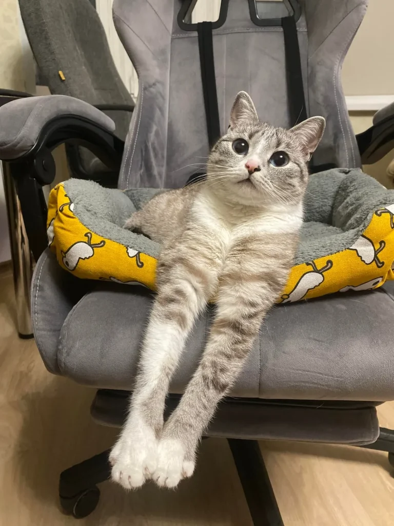 The Legend of the Long Legged Cat King
