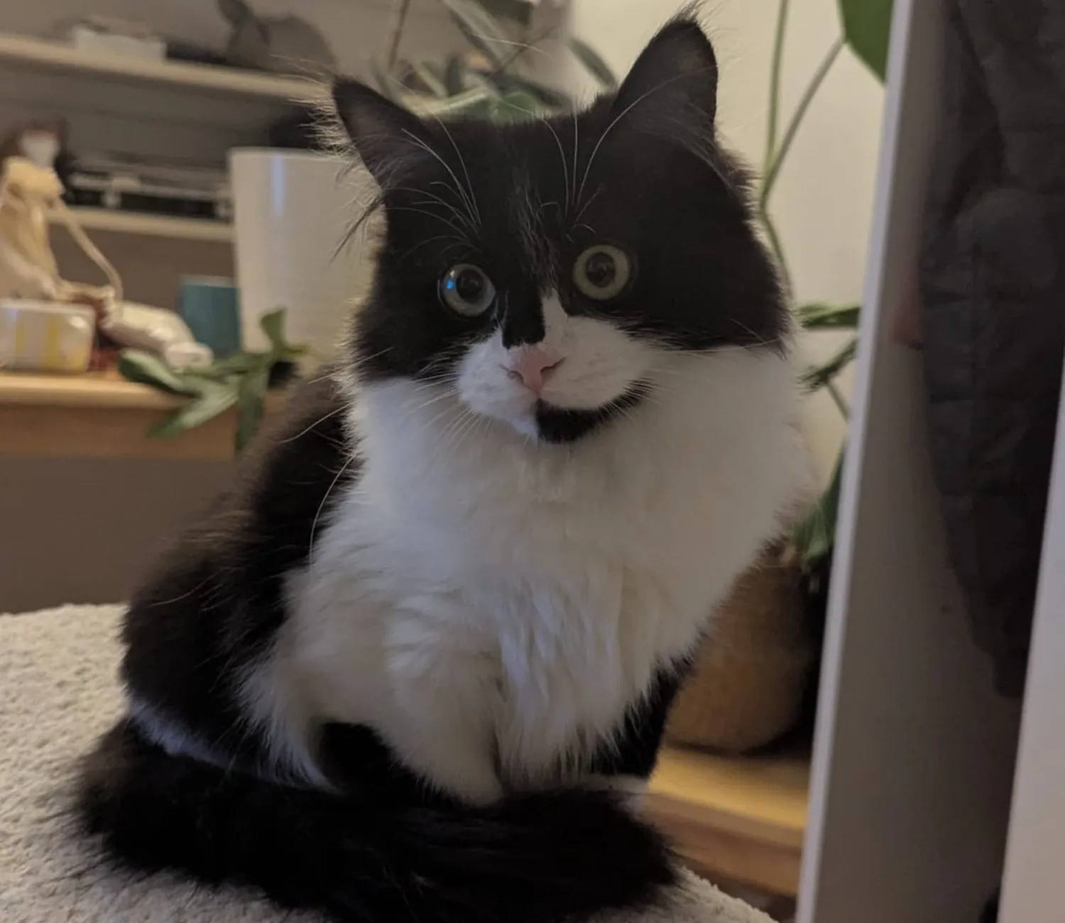 The Philosophies of a Tuxedo Cat