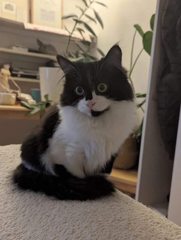 The Philosophies of a Tuxedo Cat