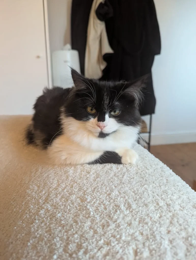 The Philosophies of a Tuxedo Cat