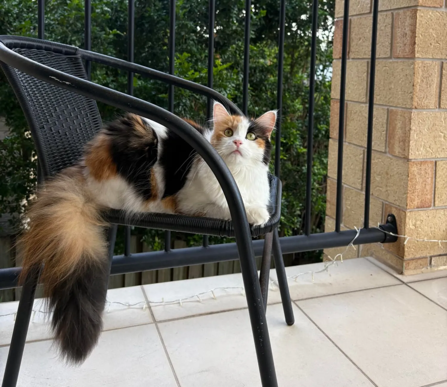 The Royal Decree of the Balcony Cat