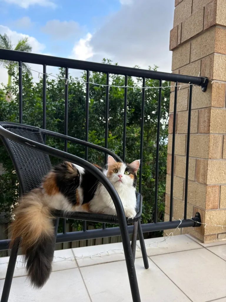 The Royal Decree of the Balcony Cat