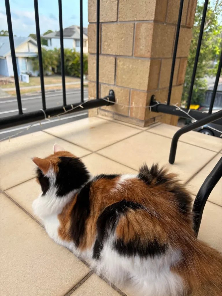 The Royal Decree of the Balcony Cat