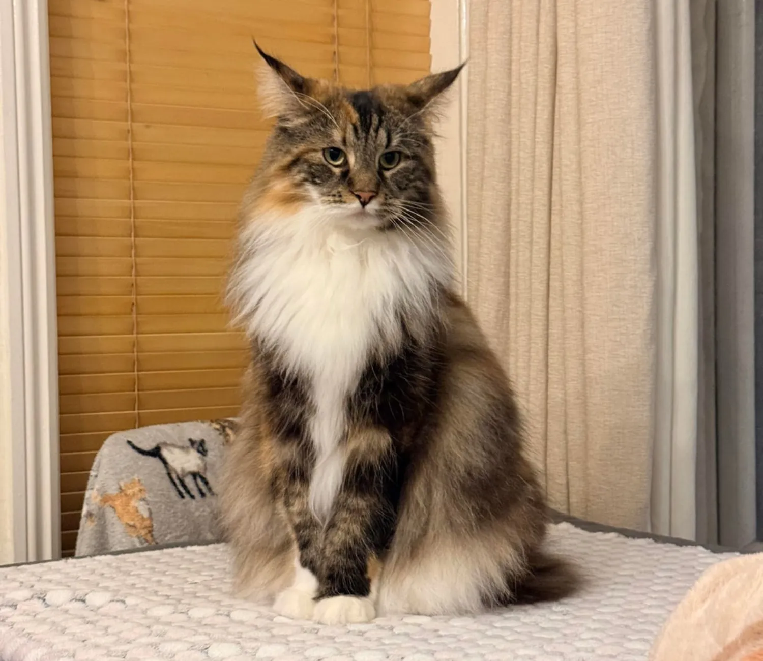 The Royal Decree of the Castle Cat