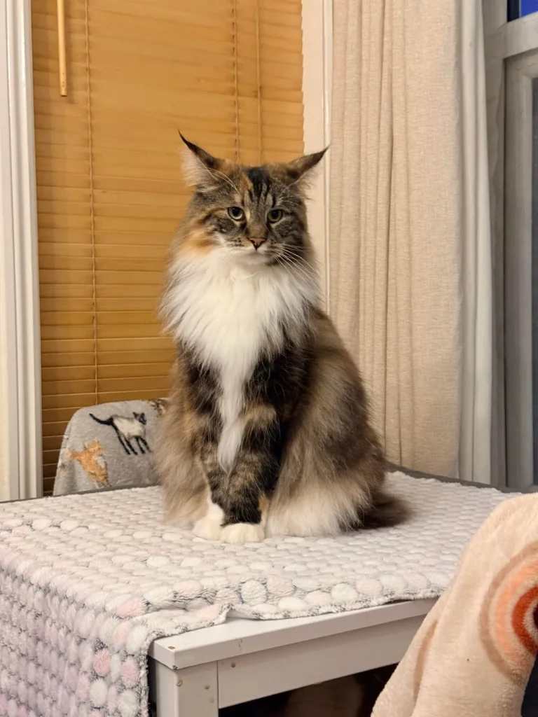 The Royal Decree of the Castle Cat