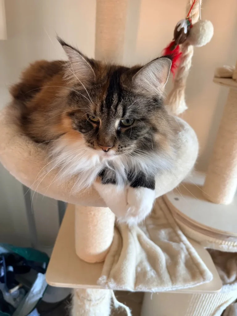 The Royal Decree of the Castle Cat