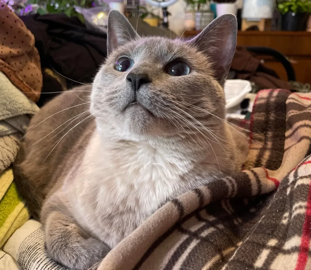 The Secret Diary of a Sophisticated Cat