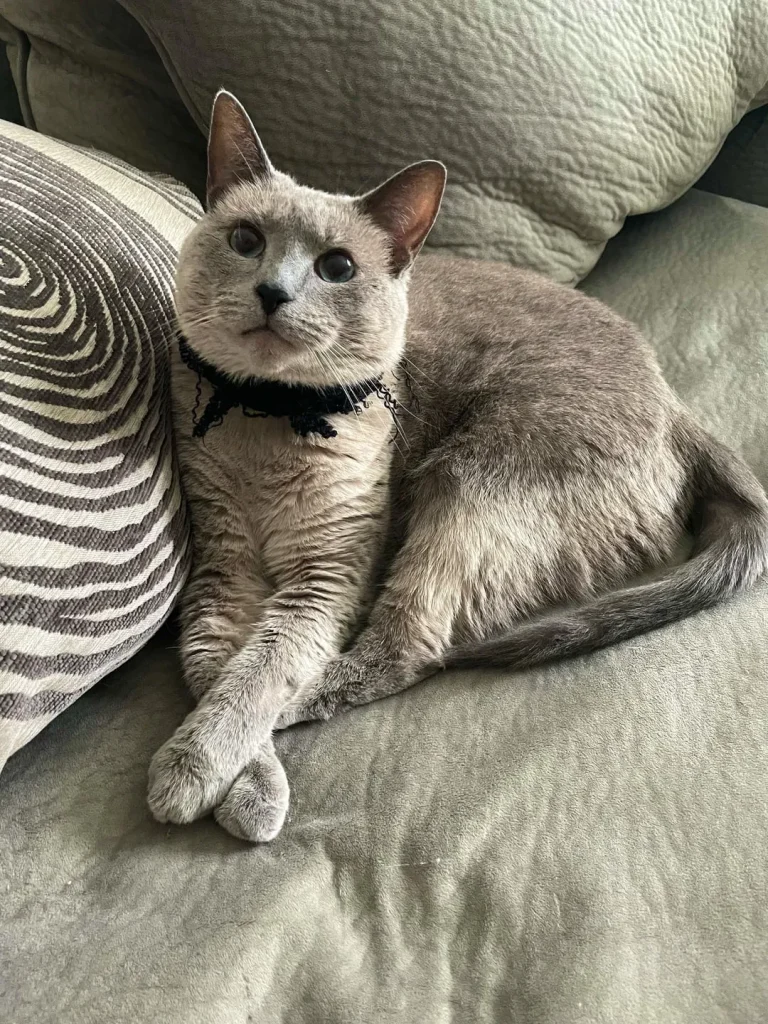 The Secret Diary of a Sophisticated Cat