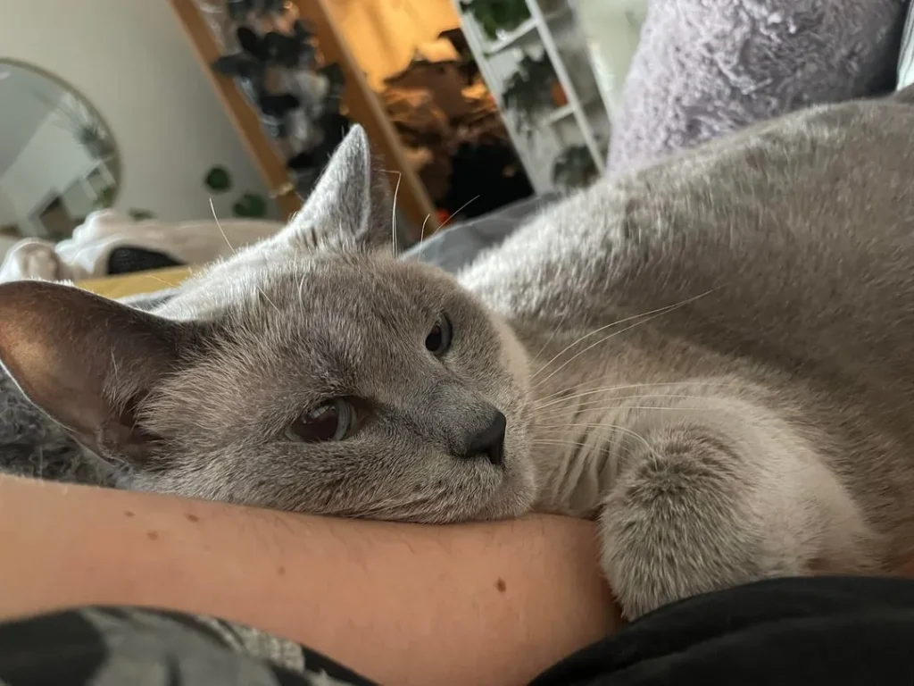 The Secret Diary of a Sophisticated Cat