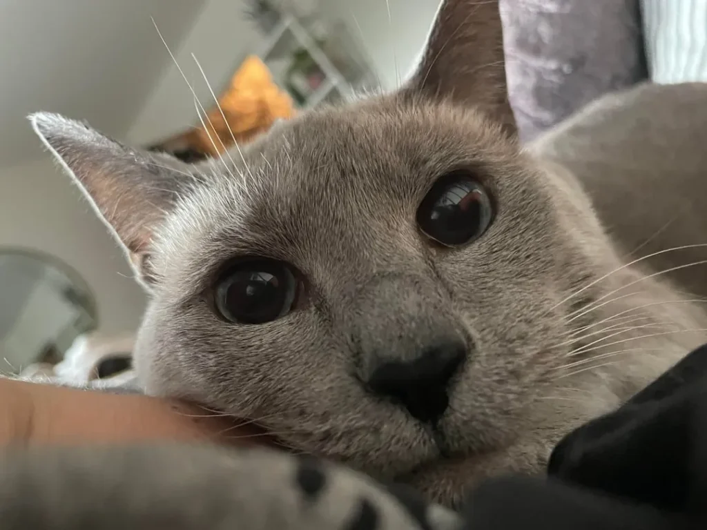 The Secret Diary of a Sophisticated Cat