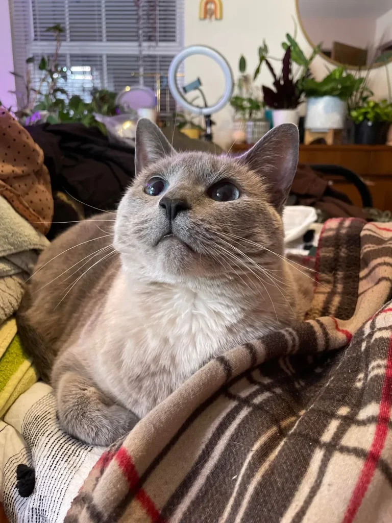 The Secret Diary of a Sophisticated Cat