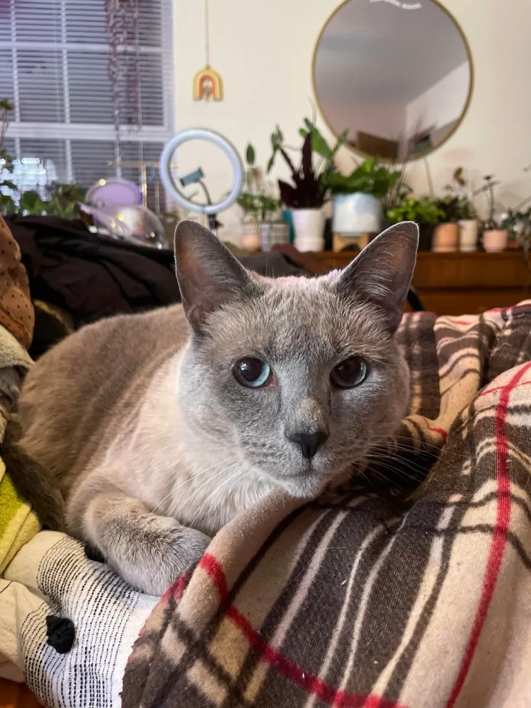 The Secret Diary of a Sophisticated Cat