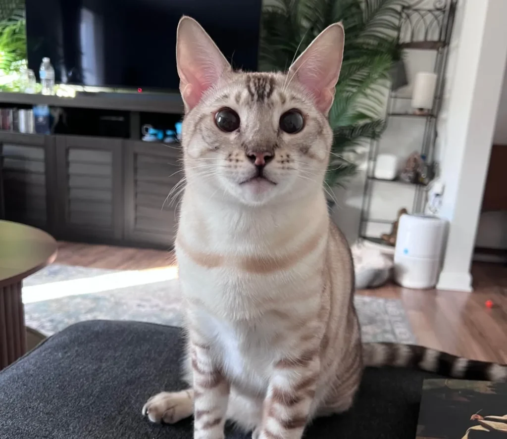 The Secret Life of a Scholarly Cat