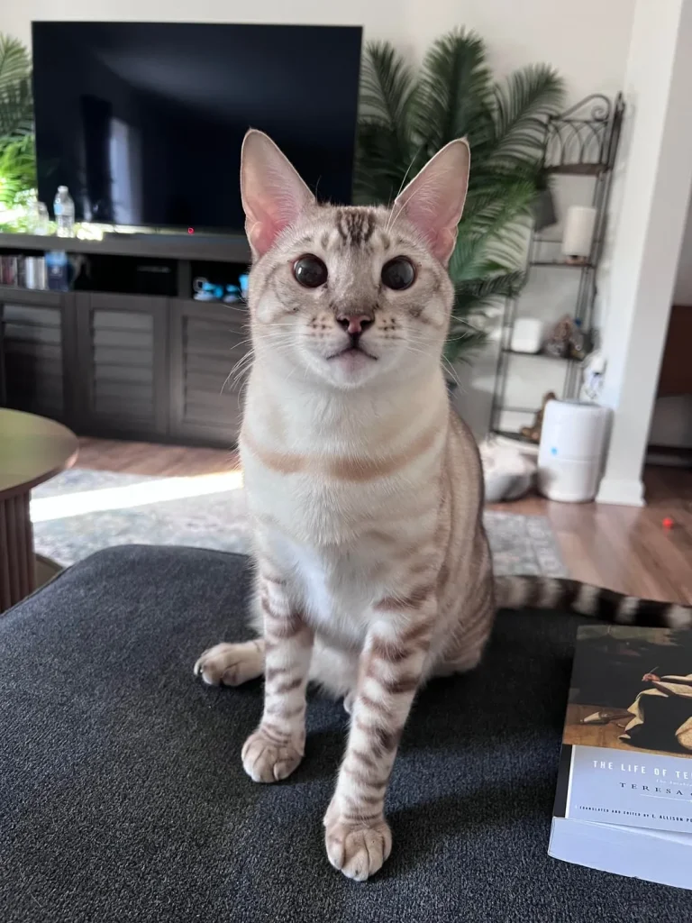 The Secret Life of a Scholarly Cat