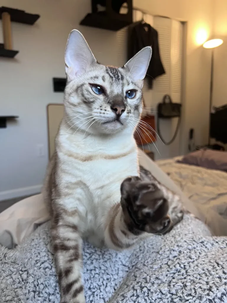 The Secret Life of a Scholarly Cat