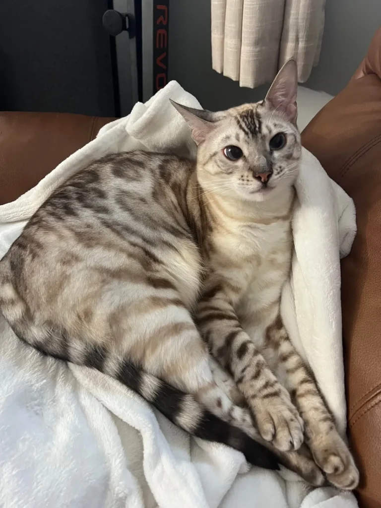 The Secret Life of a Scholarly Cat