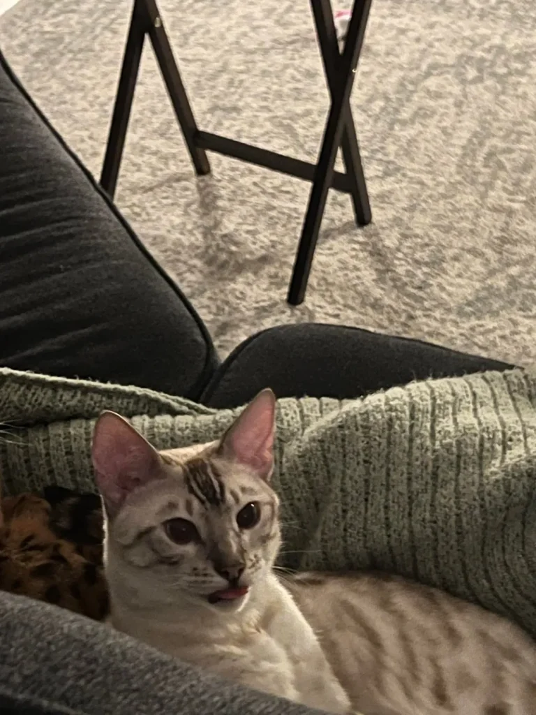 The Secret Life of a Scholarly Cat