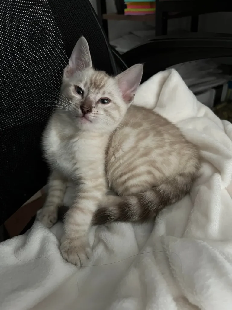 The Secret Life of a Scholarly Cat