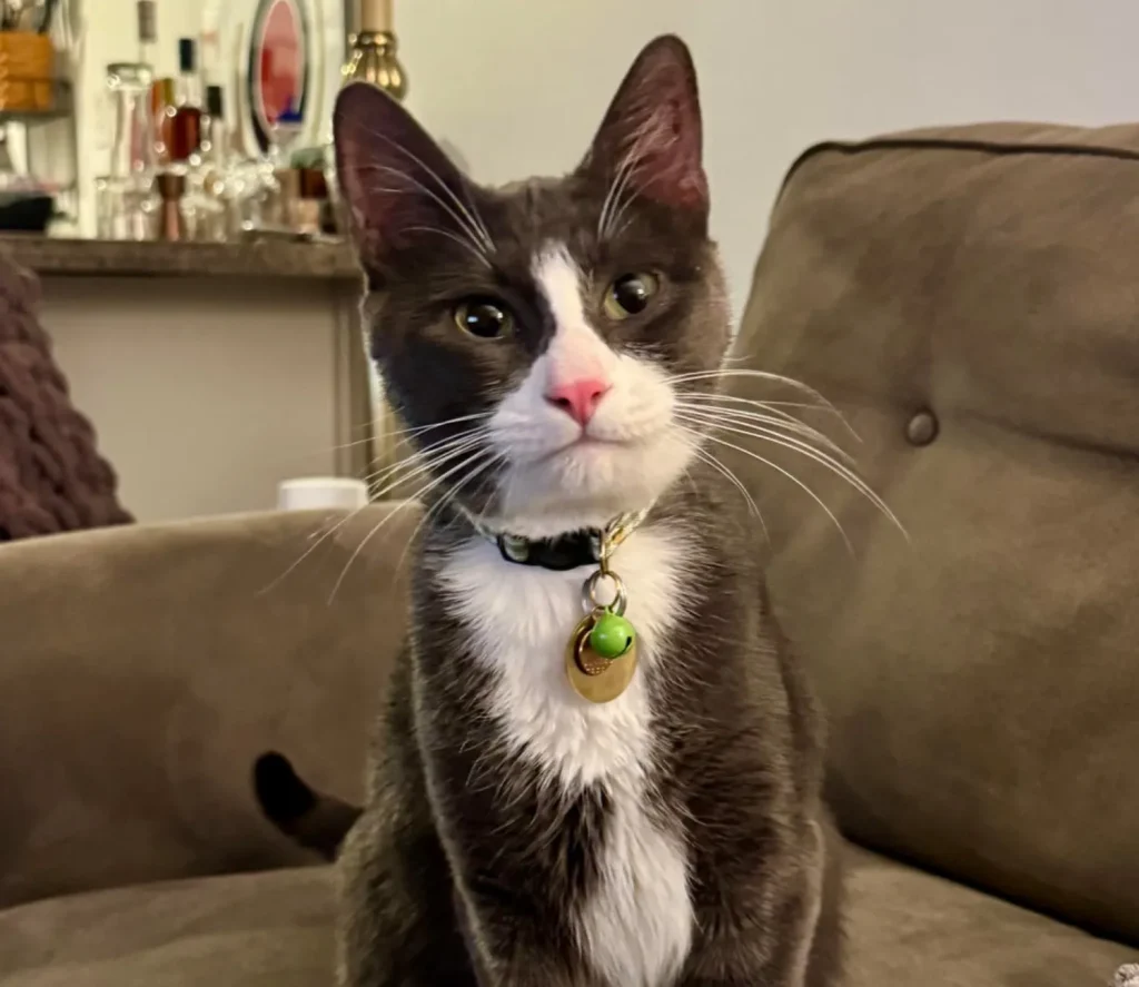 The Secret Life of a Tuxedo Cat