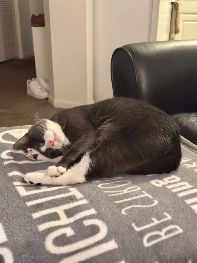 The Secret Life of a Tuxedo Cat