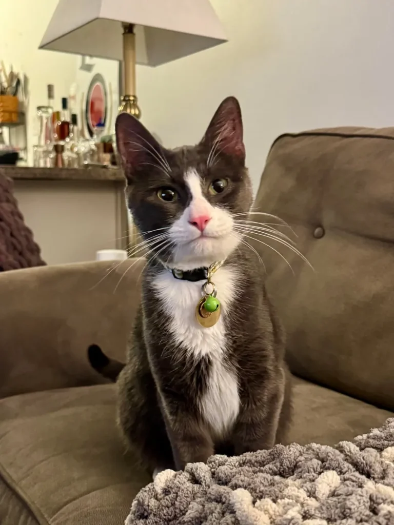 The Secret Life of a Tuxedo Cat