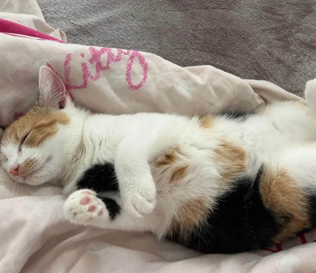 The Secret Schedule of a Very Busy Cat