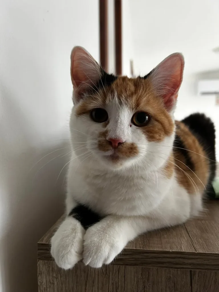 The Secret Schedule of a Very Busy Cat