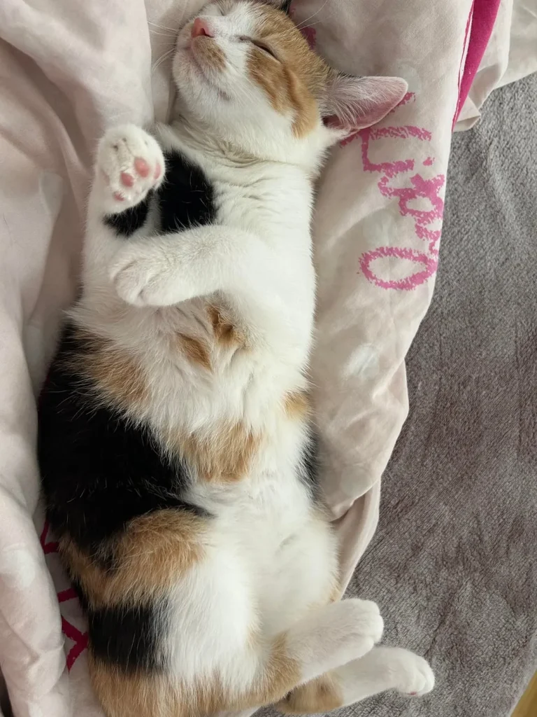 The Secret Schedule of a Very Busy Cat