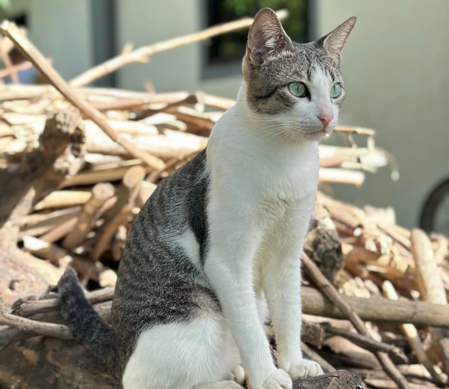 The Sentinel Cat of the Timber Pile
