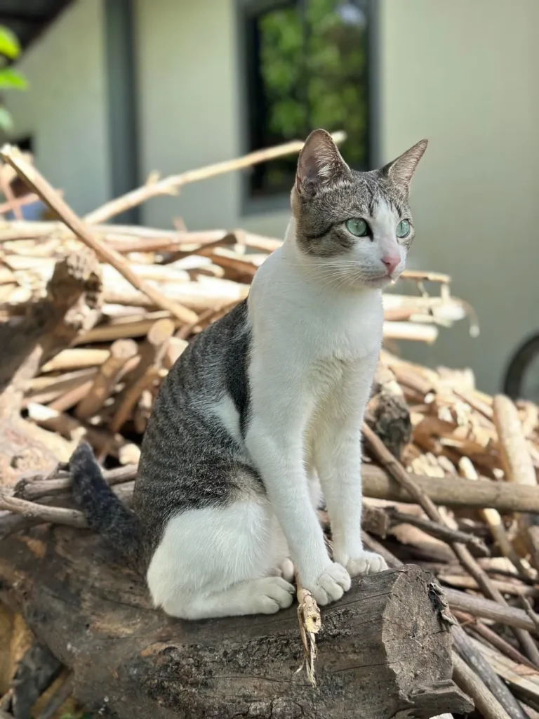 The Sentinel Cat of the Timber Pile