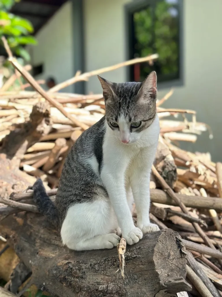 The Sentinel Cat of the Timber Pile
