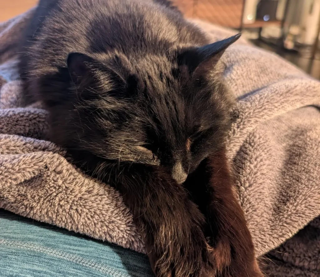 The Silent Reign of the Indoor Cat