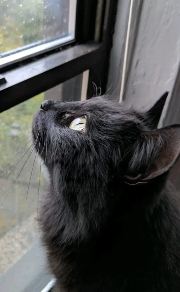 The Silent Reign of the Indoor Cat