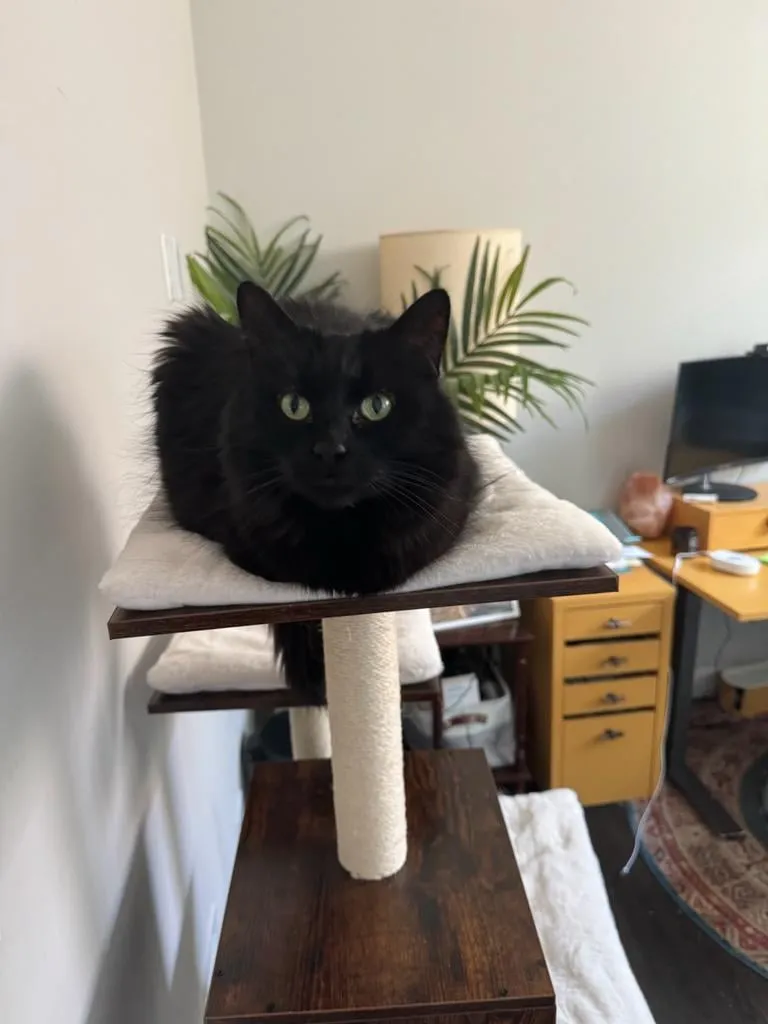 The Silent Reign of the Indoor Cat