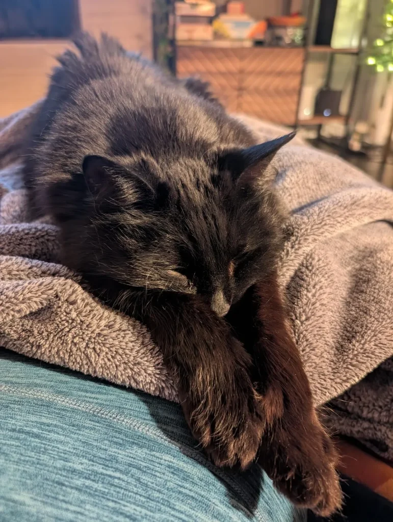 The Silent Reign of the Indoor Cat