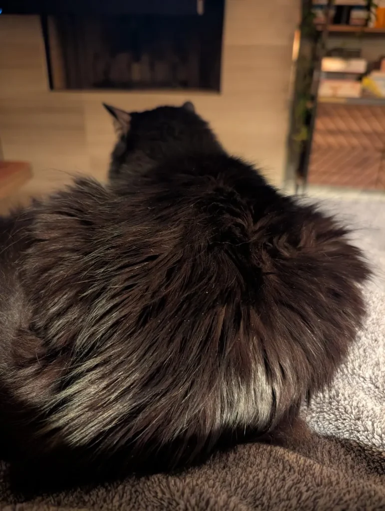 The Silent Reign of the Indoor Cat