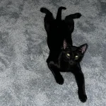 The Velvet Cat's Throne of Splendor