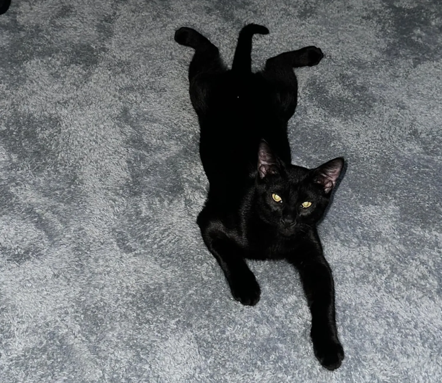 The Velvet Cat's Throne of Splendor