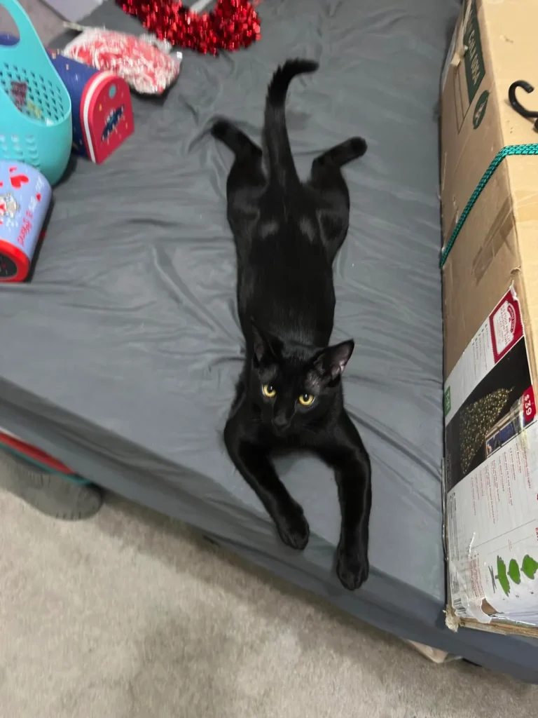 The Velvet Cat's Throne of Splendor