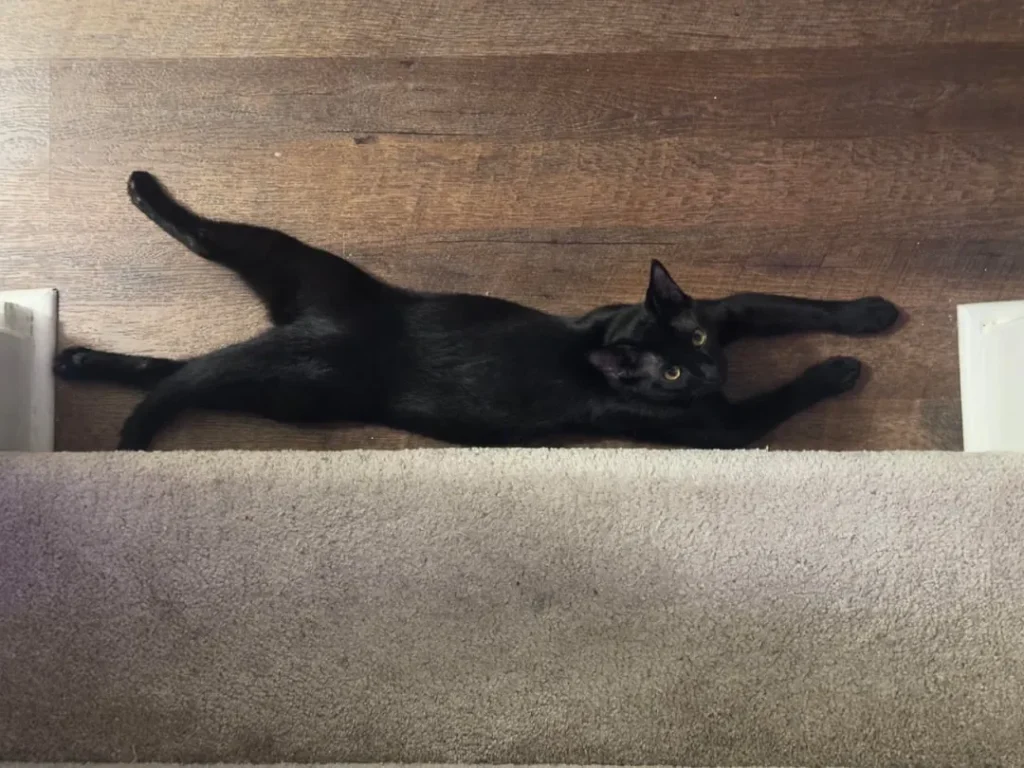 The Velvet Cat's Throne of Splendor